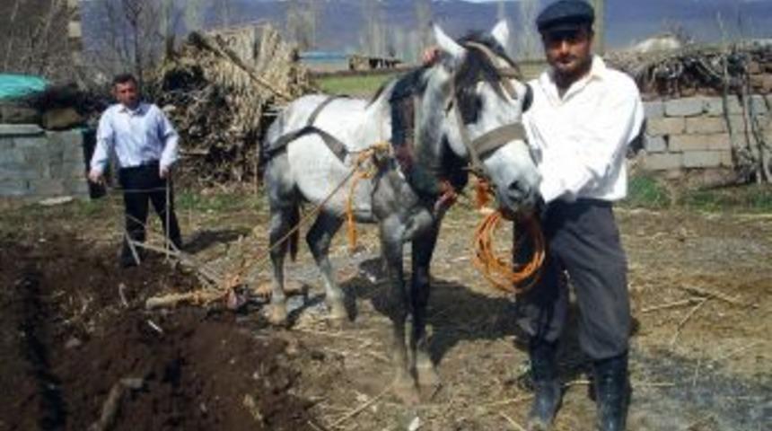 Tarlalarda Karasaban Yeniden Hayata D&ouml;nd&uuml;