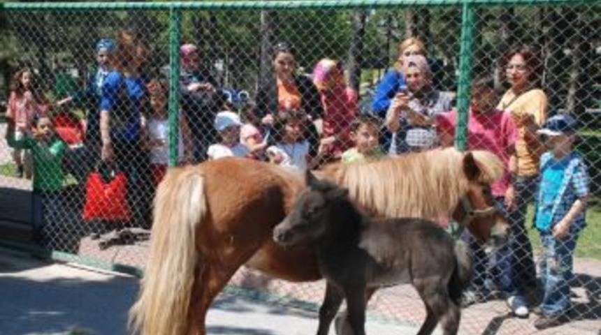 Beştepeler Hayvanat Bah&ccedil;esi&rsquo;nin Yeni Misafiri Midilli