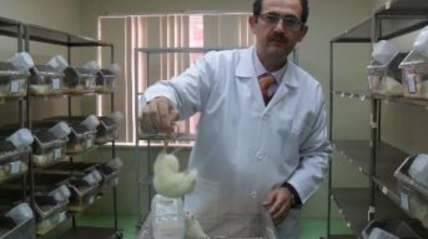 Strese &Ccedil;&ouml;z&uuml;m "g&uuml;l Yağı"
