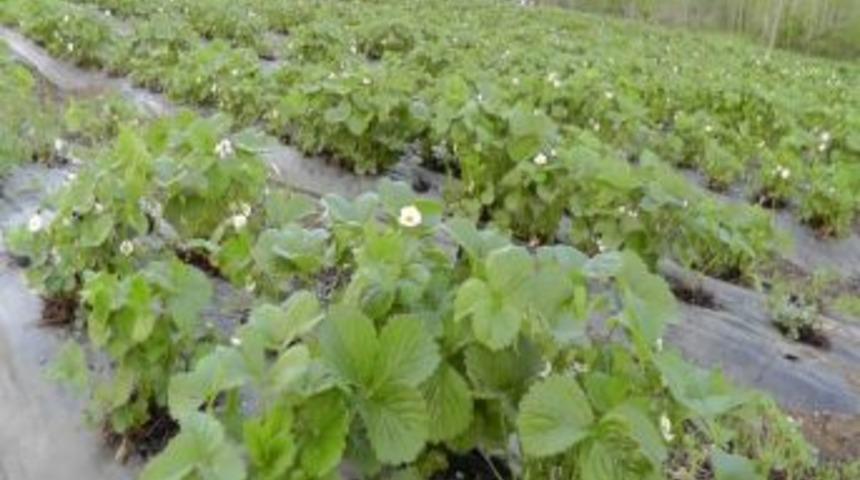 &Ccedil;ilek &Uuml;reticisinin Korkusu Yaban Domuzları