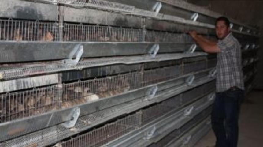 4 Bıldırcın İle Başladı Haftada 5 Bin Bıldırcın Üretiyor