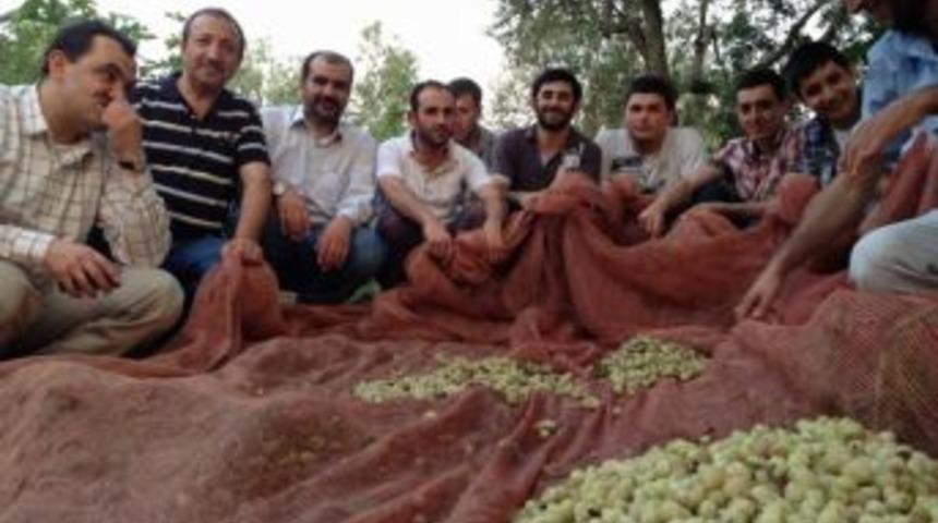 İhlas Haber Ajansı Personelinin Dut Sefası