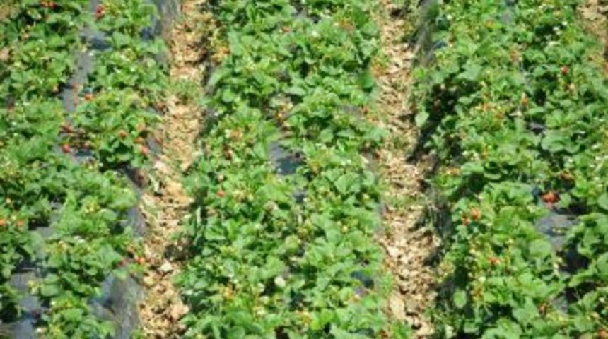 Niğdeli Patates &Uuml;reticisi, &Ccedil;ilek Yetiştirmeye Başladı