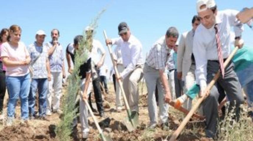 Barış Ormanı'na 100 Adet Mavi Servi Dikildi