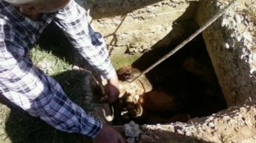 Kuyuya D&uuml;şen Buzağı Belediye Ekiplerince Kurtarıldı