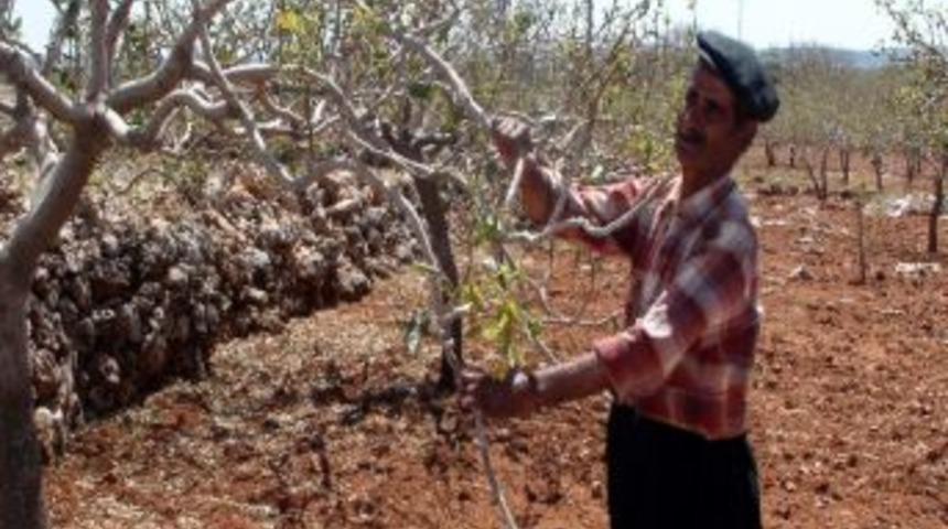 Nizip&rsquo;te Fıstık Bah&ccedil;elerini Vuran Dolu Yağışı &Ccedil;ift&ccedil;ileri Perişan Etti