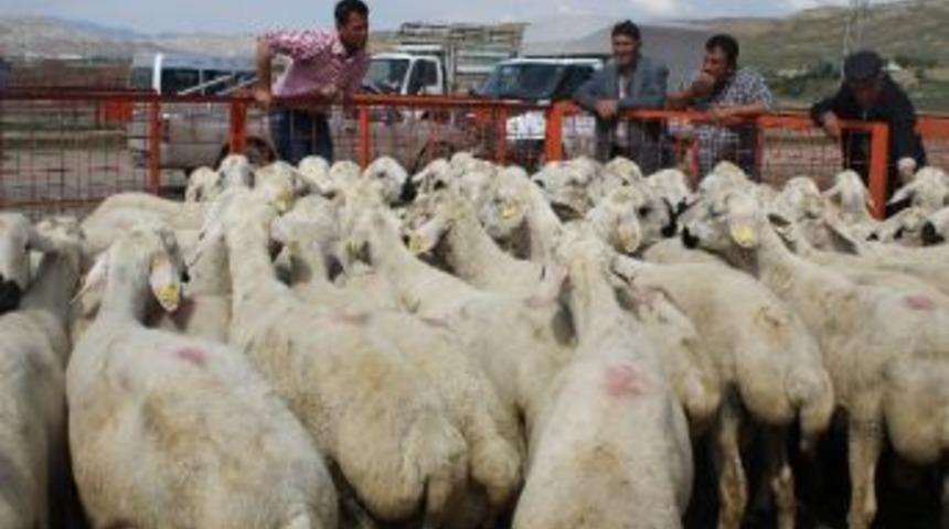 &Ccedil;ankırı&rsquo;da 63 Adet Damızlık Koyun Ve Ke&ccedil;i Dağıtıldı