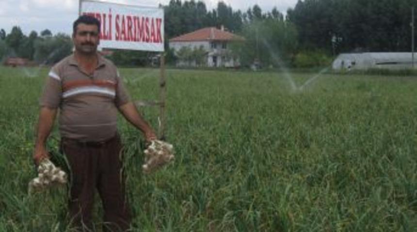 Boğazlıyan&rsquo;da Sarımsak Hasadı Yaklaştı