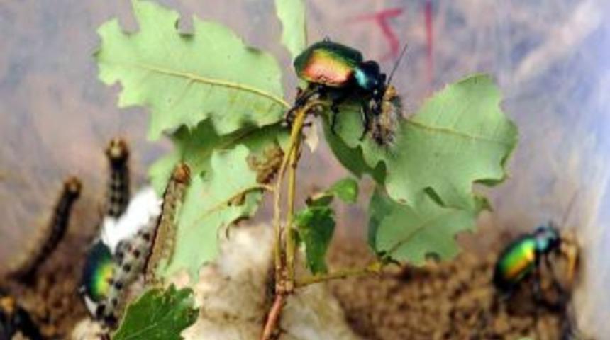 &ldquo;B&ouml;cekler Ormana Yangından 5 Kat Daha Fazla Zarar Veriyor&rdquo;