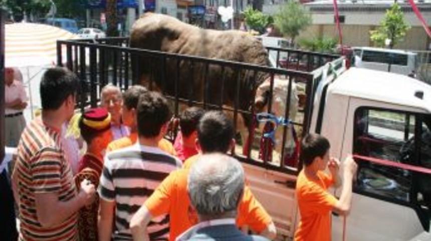 KADEF'in Kermesinde 1,5 Tonluk Tosun Ilgi Odağı Oldu