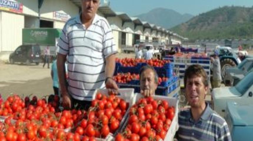 Domatesin Fiyatı 30 Kuruşa D&uuml;ş&uuml;nce &Uuml;reticisi H&uuml;srana Uğradı