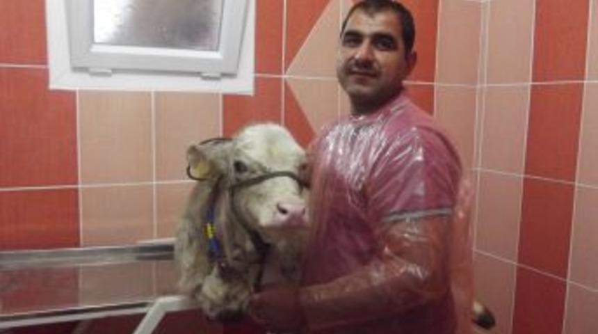 Gemerek&rsquo;te &Ouml;zel Veteriner Klinikleri AB Standartlarına Uygun Hale Getirildi