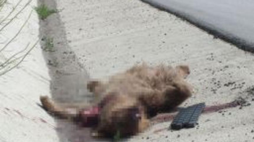 Aracın &Ccedil;arptığı Ayı Telef Oldu