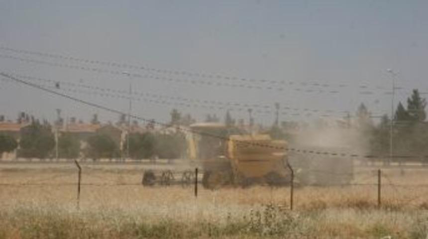 Kilis'te Hububat Hasadı Başladı