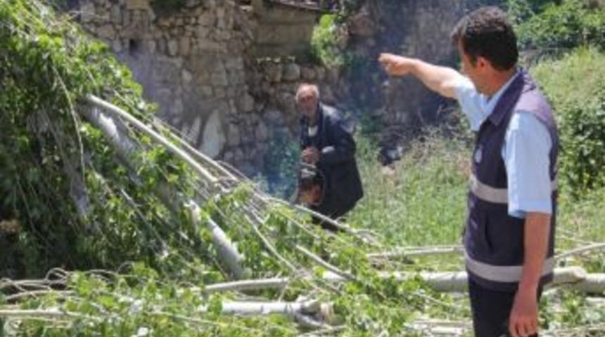 Polen Ve Pamuk&ccedil;uk &Uuml;reten Kavak Ağa&ccedil;ları Kesiliyor
