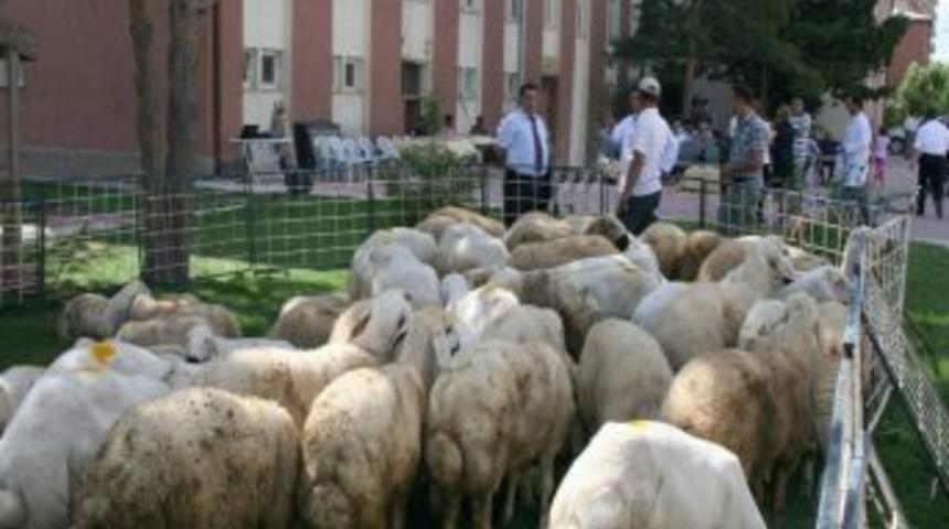 &ldquo;sivas&rsquo;ta K&uuml;&ccedil;&uuml;kbaş Hayvancılık Desteklenmeli&rdquo;