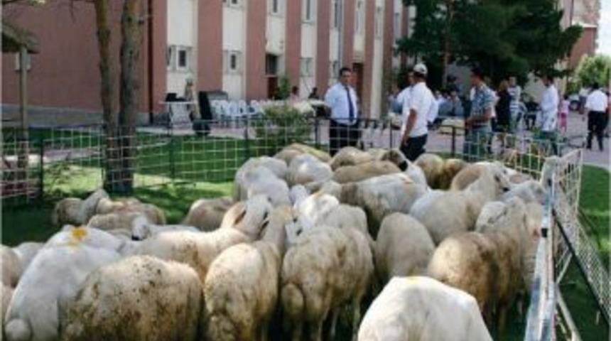 "Sivas&rsquo;ta K&uuml;&ccedil;&uuml;kbaş Hayvancılık Desteklenmeli"