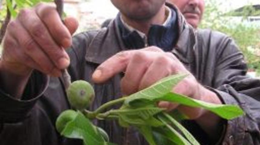 Aydın&rsquo;da İlekleme Sezonu Başladı