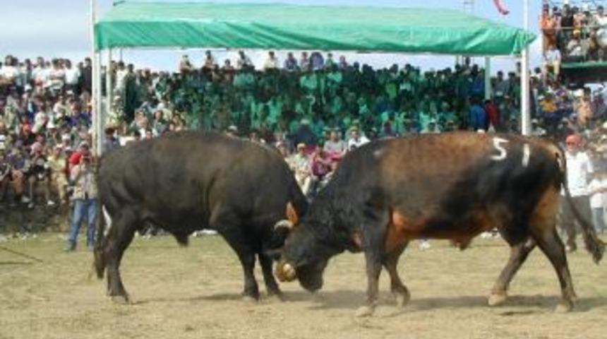 Keles Kocayayla Şenlikleri'nde Boğa G&uuml;reşleri De Yapılacak