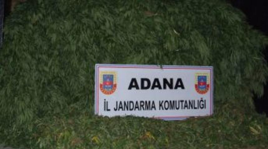 Adana'da 3 Bin 146 K&ouml;k Kenevir Ele Ge&ccedil;irildi