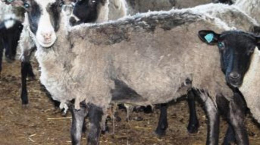 Romanov Fo&ccedil;alı Oldu