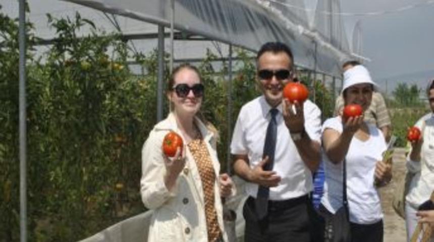 S&uuml;ng&uuml;: Silifke'de 7 Bin 700 Dekarlık Alanda Iyi Tarım Uygulaması Yapılıyor