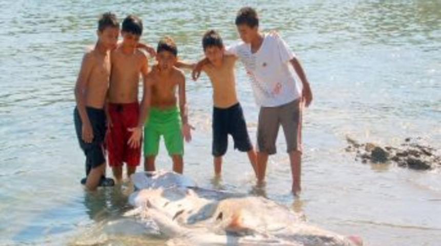 Bozyazıda Dev Balık &Ouml;l&uuml;s&uuml; Karaya Vurdu