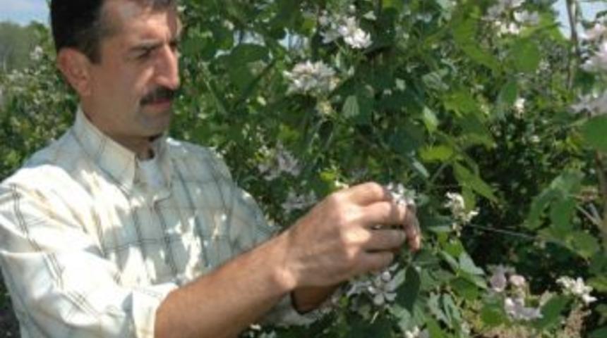 Hobi Olarak Başladığı B&ouml;ğ&uuml;rtlen &Uuml;reticiliği Ge&ccedil;im Kapısı Haline Geldi
