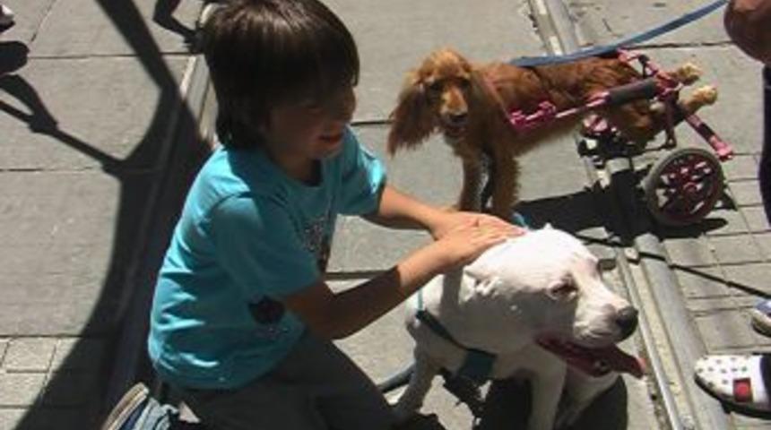 Hayvanseverlerden Pitbull&rsquo;lu Eylem