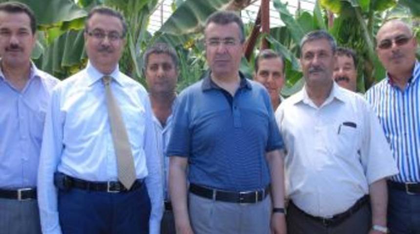 Vali Lekesiz Muz Seralarını Gezdi