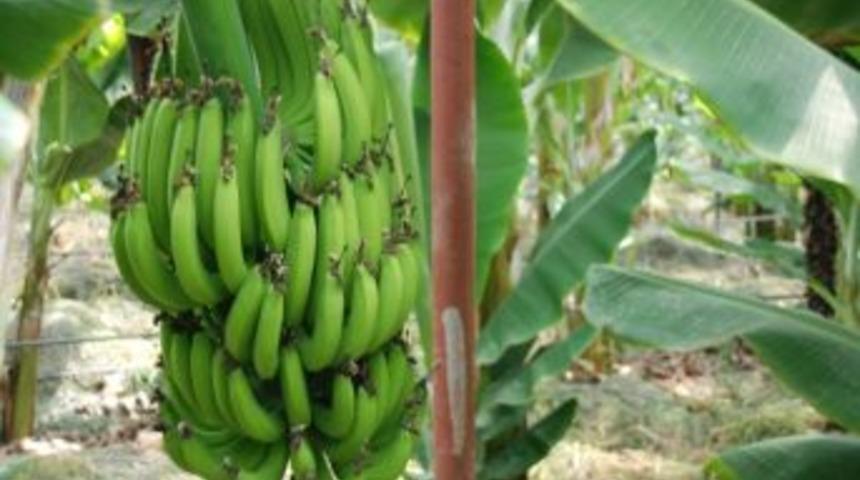 Hatay Muz &Uuml;retiminde T&uuml;rkiye 3.s&uuml;