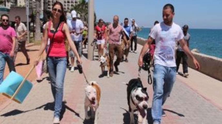 Hayvanseverler Pitbullar İ&ccedil;in Y&uuml;r&uuml;d&uuml;