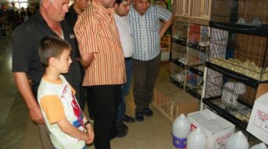 Van Kedisi, Civcivlere Kendi Yavrusu Gibi Bakıyor