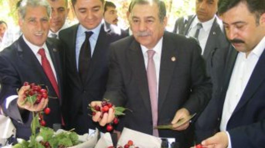 Yeşilli&rsquo;de Kiraz Festivali Yapılıyor