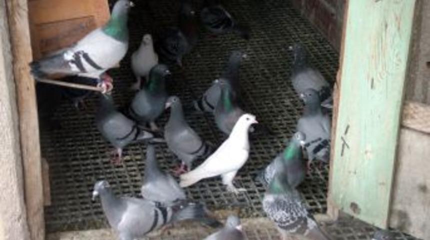 K&uuml;mesteki G&uuml;vercinleri &Ccedil;aldılar