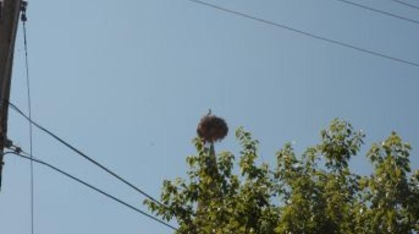 25 Yıllık Leylek Yuvası K&ouml;y&uuml;n Simgesi Oldu