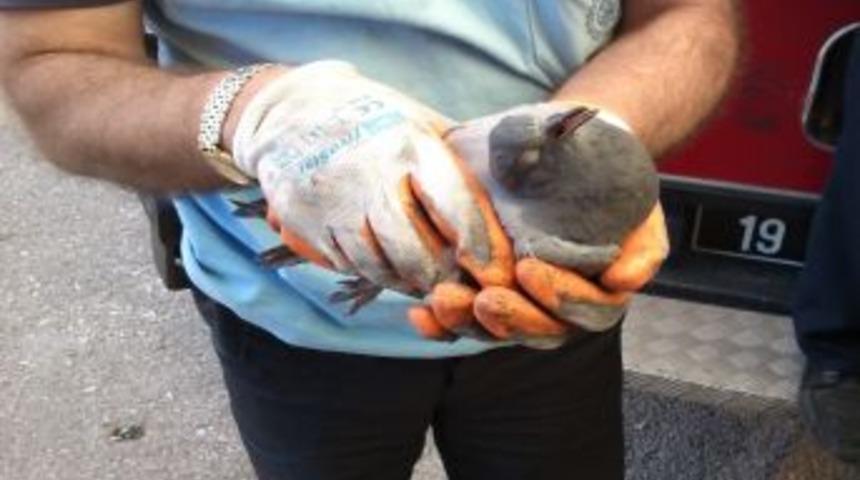 İtfaiyeden G&uuml;vercin Kurtarma Operasyonu