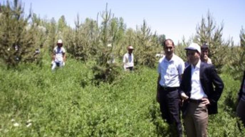 Tarihi Dokuya Yeşil Estetik