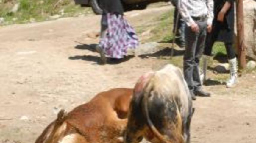 Bir Antren&ouml;r Gibi Boğasına S&uuml;rekli Talimatlar Verdi