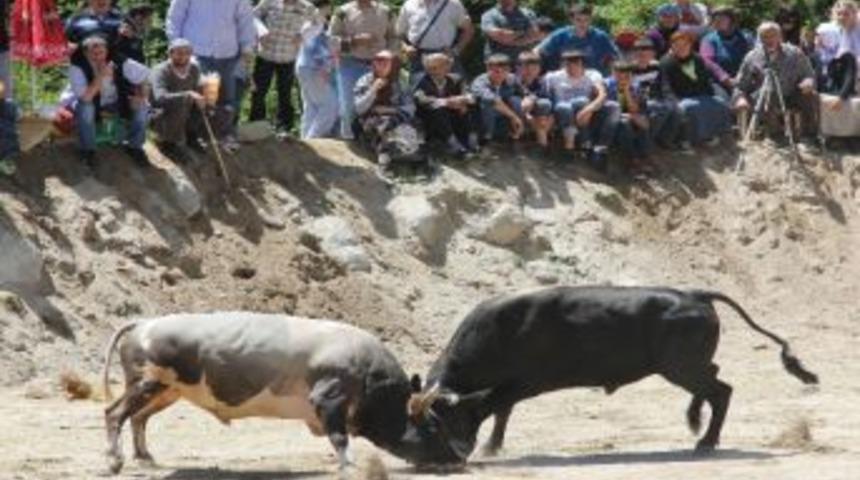 Ayder Festivali Boğa G&uuml;reşleriyle Sona Erdi