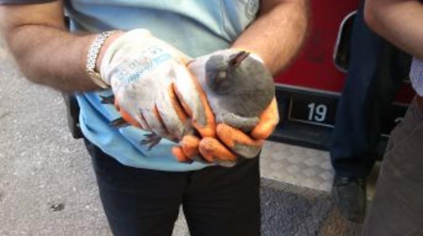 Semt Pazarının &Ccedil;atısında Asılı Kalan G&uuml;vercini Itfaiye Kurtardı