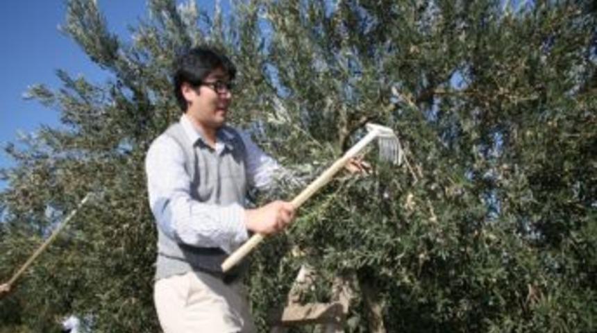 Zeytin İhracatına Nazar Değdi