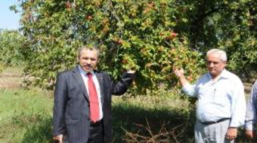 Erikleri Para Etmeyince Ağa&ccedil;ları Kesti