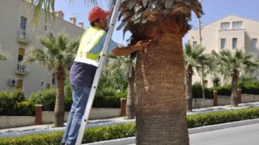 Kuşadası&rsquo;nda Palmiyelere Bakım