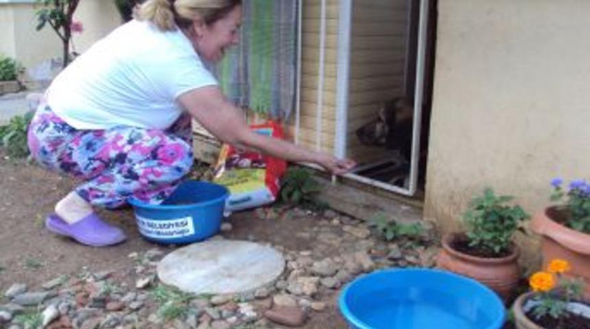 Sokak Hayvanlarına Mama Dağıtıldı