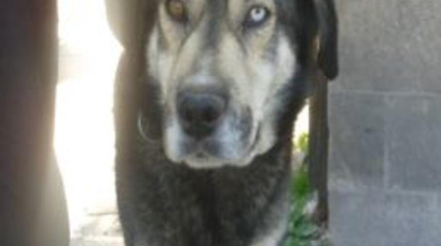 Van Kedisi Gibi K&ouml;pek