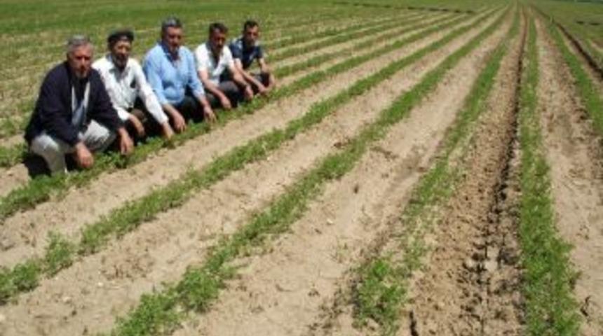 Yenişehir &Ccedil;ift&ccedil;isinin Yeni &Uuml;midi Havu&ccedil;