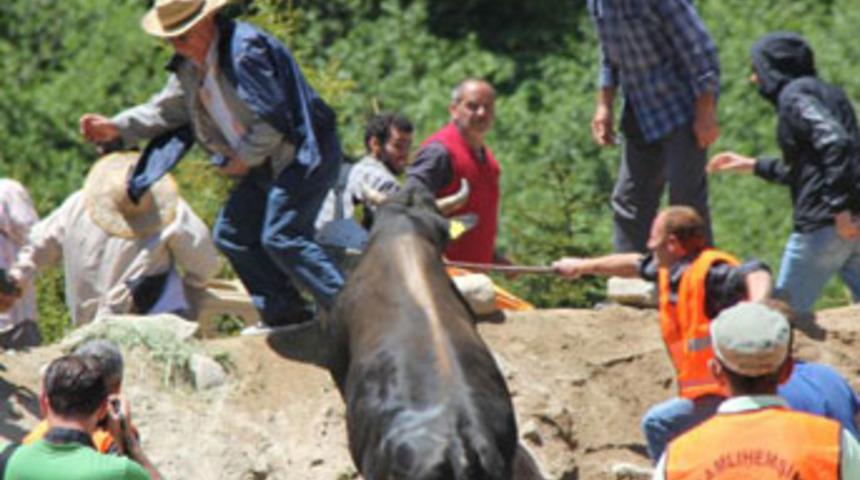 Boğalar seyircilerin arasına daldı