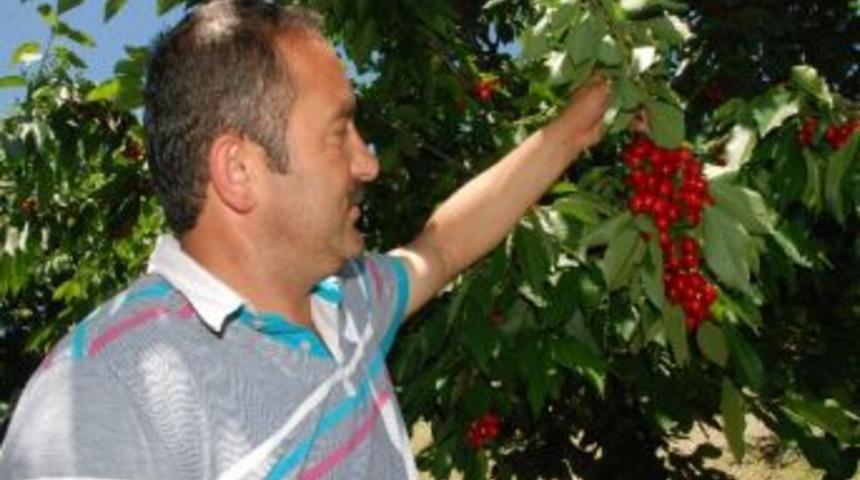 Tokat&rsquo;tan Rusya'ya Kiraz İhracaatı