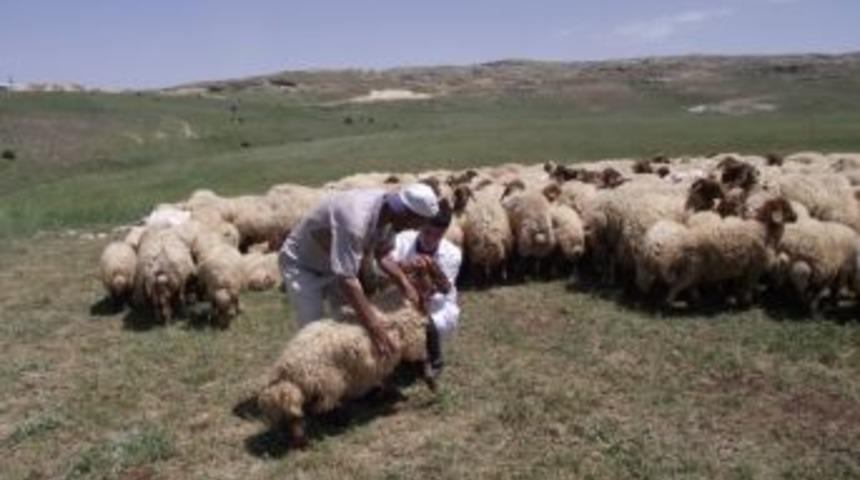 K&ouml;yl&uuml;lere &Uuml;cretsiz Veteriner Danışmanlık Hizmeti